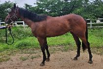 ���̾��ǽ� (DIA PEACE) ����