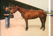 ��ȣ�� (BOOL HO RYEONG) ����