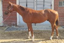 �𷯺���ŷ (D��LOVELY KING ) ����