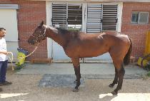 �ɷ������ (CARIBBEAN BAY) ����