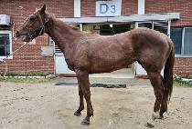 ĲĲ���� (CANCAN STEP) ����