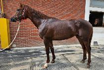 �����Ǳ׸� (YEONGGWANGUI GREEN) ����