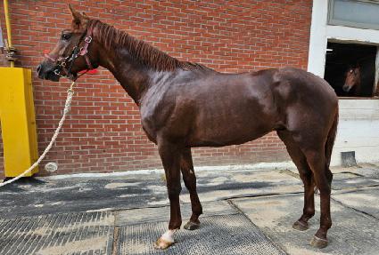 �����Ǳ׸� ����