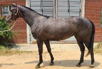 �÷��÷� (FLASH RUN) ����