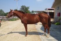 �÷��ð�� (FLASH GOLD) ����