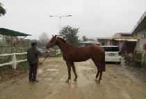 �̽�����Ƽ (MISS DORTIE) ����