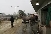 �Ѽ���Ÿ (HANSEN STAR) ����