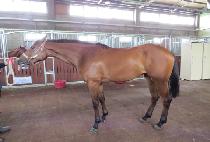 �������� (WHISPER WIN) ����