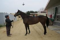 ��¸� (DAESEUNGMA) ����