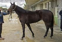 ��Ű��Ű (MINKY PINKY) ����