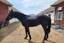 �� (FAIRY) ����