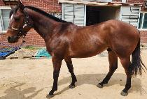 ��׵� (MORNING DEW) ����