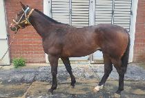 Ȧ���� (HOLY RUN) ����