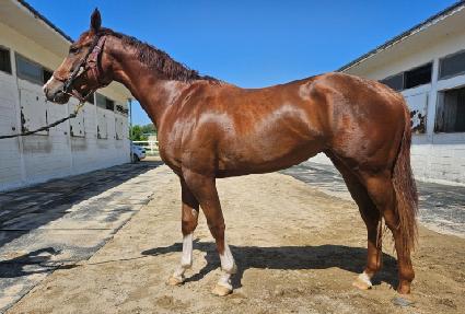 �н�Ʈ��ε� ����