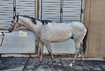 ����ŷ�� (WIND KINGDOM) ����