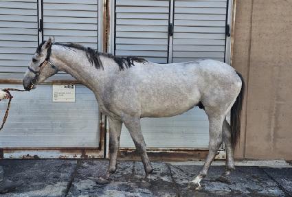 ����ŷ�� ����