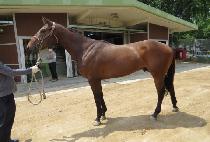 �η���Ÿ���� (INLAND TAIPAN) ����