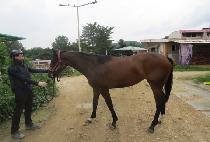 ����Ǯƪ�� (WONDERFUL TUNE UP) ����