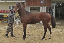 ��ȭ������ (TAENGHWAUIJEONSEOL) ����