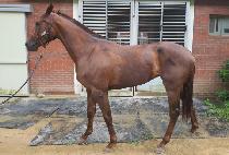 ���己 (BOLD RUN) ����