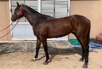 ���ҽ� (BIG JAWS) ����