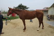 ������巡�� (ROPPONGI DRAGON) ����