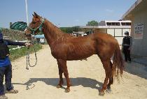 ŷ������ (KING WARRIOR) ����