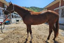 ����Ʈ���̴� (JUST SHINY) ����