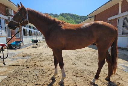 ����Ʈ���̴� ����