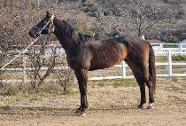 �������ǵ� (BLACK SPEED) ����