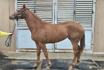 �÷���ž (FLEX TAP) ����