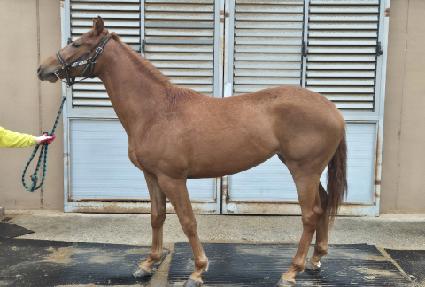 �÷���ž ����