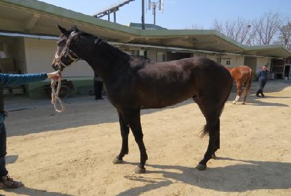 ���̳θ�ġ ����