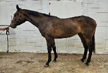 �Ƹ��巡�� (ARI DRAGON) ����