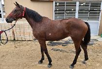 �¸����� (SEUNGNI YEYAK) ����