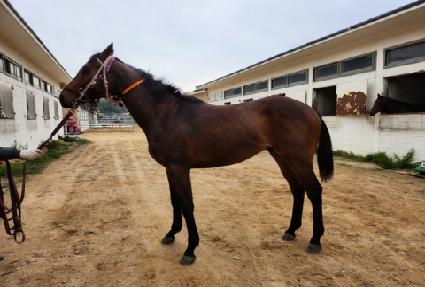 ���̵帲���� ����