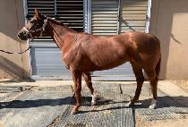 ������ (SING FOR ME) ����