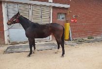 ��ڼ��� (BIROE SERVE) ����