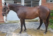 �������� (OVER THE QUEEN) ����