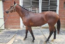 �������ٸ� (OVER THE ALLIE) ����