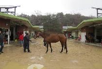 ����Ʈ�� (FOX TROT) ����