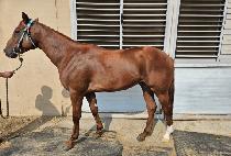 �������� (B.K FARM) ����