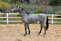 �ְ����� (CHOEGANG TA BON) ����