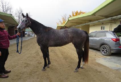 �ǿ������� ����