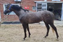 �ö��������� (FLY TO THE MOON) ����