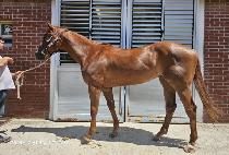 �뽺�����̵� (NORTH MALL LADY) ����