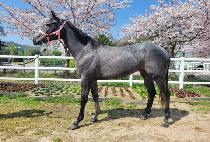 ���͸ް� (DOCTOR MEGA) ����