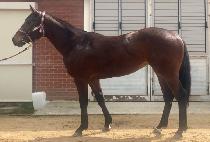 ������ű (SMOOTH KICK) ����