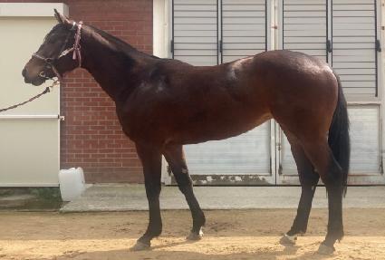 ������ű ����