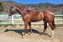 ���ƽý��׸� (OASIS GREEN) ����